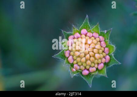 A selective focus shot of field scabious bud (Knautia arvensis) Stock Photo