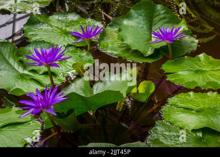 Beautiful purple day-blooming water lily (Nymphaea capensis ) whit big green leaves background in decorative pond Stock Photo