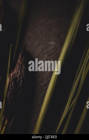 A vertical macro shot of Common Reed in dark wall background Stock ...