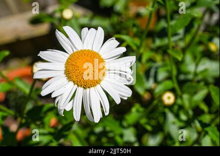 Large white daisies UK garden - Leucanthemum  superbum Snowcap shasta daisy Stock Photo