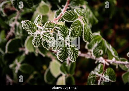 A closeup shot of small green leaves on a tree branch with snowflakes on them Stock Photo