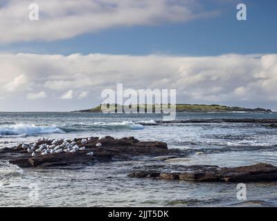 Silver gull (Chroicocephalus novaehollandiae) colony on a rock off North Beach. Big Island and Five Islands Nature Reserve are in the bg,  Port Kembla Stock Photo