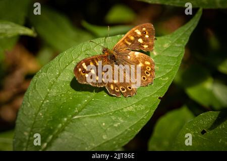 A small brown butterfly sitting on a leaf in a forest Stock Photo