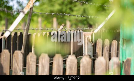 A selective focus shot of an adorable Eurasian tree sparrow perched on a wooden fence behind barbed wire Stock Photo