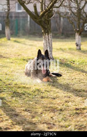 An Old German Shepherd Dog with the tongue out resting in the park Stock Photo