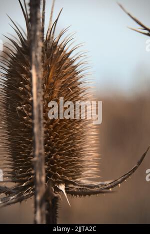 A vertical closeup shot of a brown dried teasel plant Stock Photo