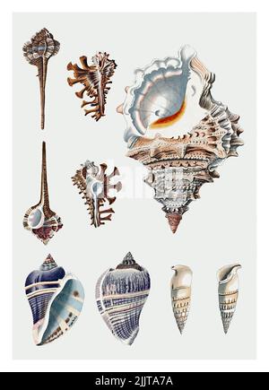 Sea shells illustration Stock Photo