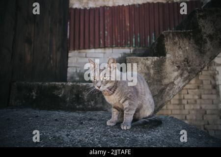 A closeup shot of a cute striped gray cat standing near the stairs outdoors Stock Photo