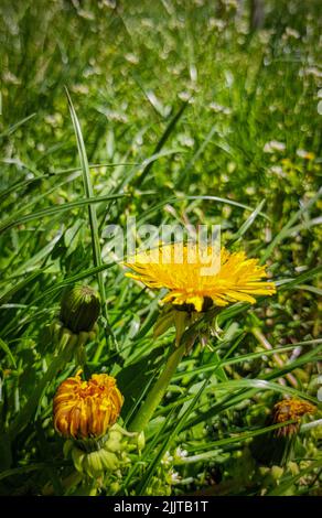 A vertical closeup of a yellow dandelion (Taraxacum) flower growing in green grass in sunlight Stock Photo