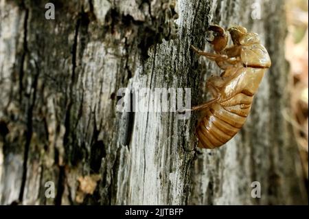 Closeup Abandoned Exoskeletons Cicada Orni Insect Sits On Tree Stock Photo