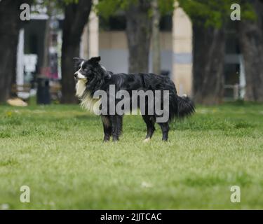 A view of a beautiful Adorable Border Collie playing in the park Stock Photo