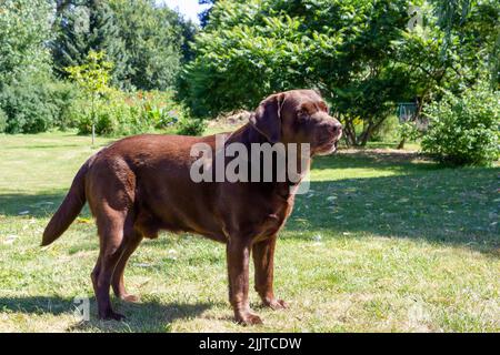 A closeup of a chocolate Labrador Retriever standing on grass in a garden Stock Photo