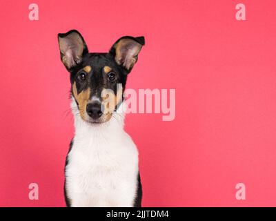 Head shot of Smooth Collie dog pup, sitting up straight. Looking towards camera. isolated on a watermelon pink background.