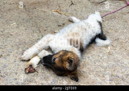 A small dog lying on its side loves to eat a goat's leg Stock Photo