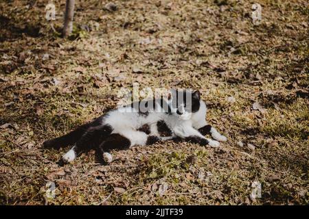 A closeup shot of a black and white cat laying on grass and leaves Stock Photo