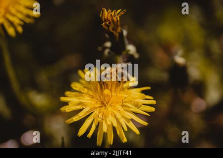 A closeup of the eastern honey bee on the common dandelion. Taraxacum officinale. Stock Photo