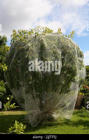 Mesh Netting over a Cherry Tree to Protect Fruit from Birds Surrey England Stock Photo
