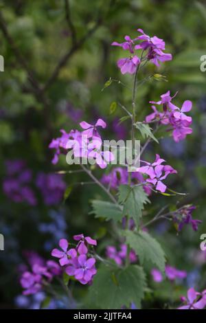 Purple Honesty (Lunaria Annua)  Flowers Growing Surrey England Stock Photo