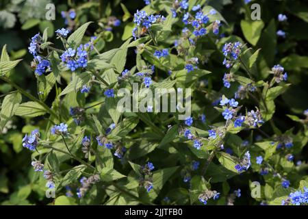 Forget Me Nots Flowers Surrey England Stock Photo