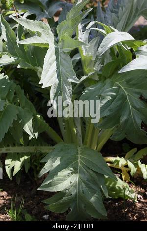 Artichoke Plant Growing in Garden Surrey England Stock Photo