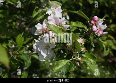 Close Up of Apple Blossom on Apple Tree Surrey England Stock Photo
