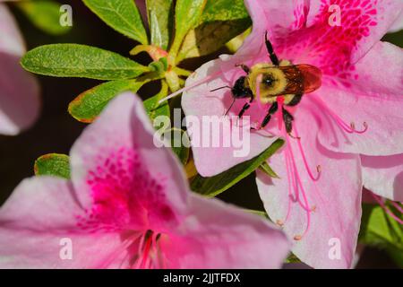 A closeup of a bumblebee pollinating pink Azalea flowers growing against green leaves in sunlight Stock Photo