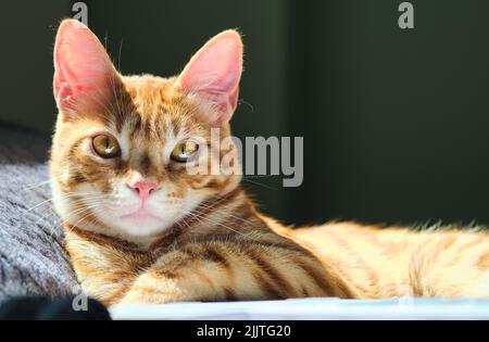 A close-up shot of a cute ginger cat lying on a bed and looking right at the camera Stock Photo