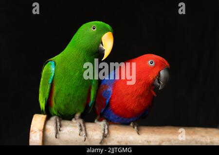 shallow depth of field photo of captive bred pet sexually dimorphic Eclectus roratus parrots sitting on a branch, one is male green eclectus parrot th Stock Photo