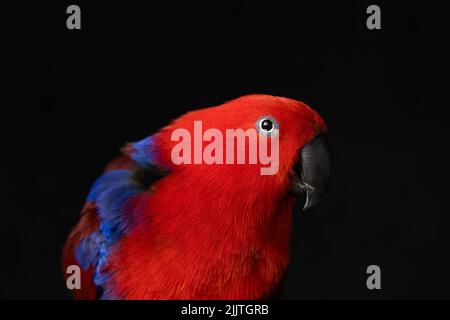 shallow depth of field photo of a female captive red and blue eclectus parrot (Eclectus roratus) looking at the camera with a black background Stock Photo