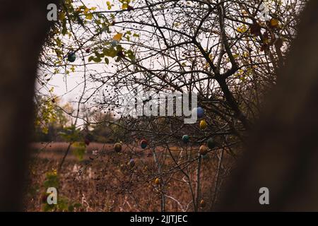 The Easter eggs hanging on tree branches in the forest Stock Photo