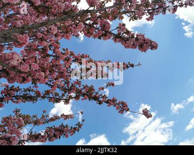 A closeup of pink cherry blossom branches against blue sky with small clouds Stock Photo