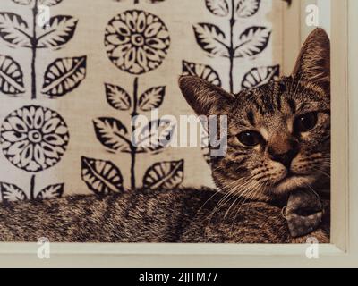 The silver tabby cat with the yellow eyes portrait Stock Photo