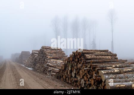 The stacks of freshly cut logs along a dirt road in the foggy forest Stock Photo