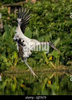 A wood stork (mycteria americana) in flight in Florida, USA Stock Photo