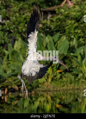 A wood stork flying over the pond water in Florida Stock Photo