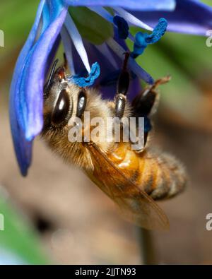 A macro of a bee on a blue flower Stock Photo