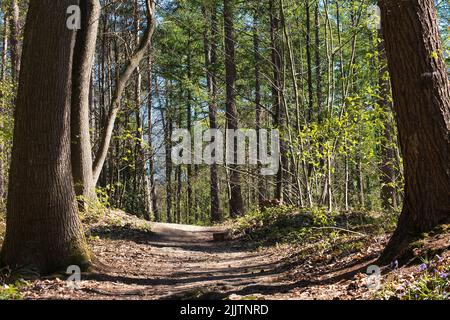 A trail in a dense green forest Stock Photo