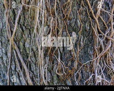 A closeup shot of tree bark texture Stock Photo