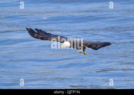 A Bald eagle flying on top of a blue sea and trying to get some fish Stock Photo