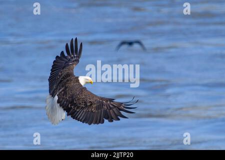 A Bald eagle flying on top of a blue sea and trying to get some fish Stock Photo