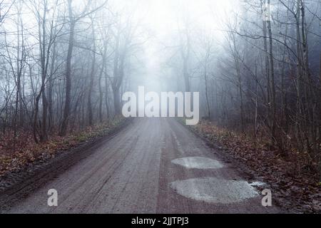 Forest roads lead into a foggy spooky forest Stock Photo