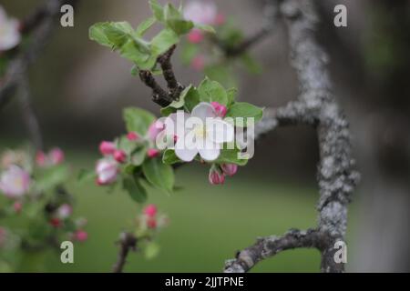 A selective focus shot of white blossoms and pink buds on an apple tree Stock Photo
