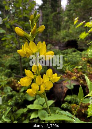 A vertical shot of a yellow wild indigo Stock Photo