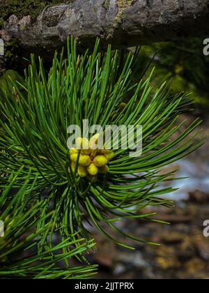 A vertical shot of a green pine branch with small cones Stock Photo