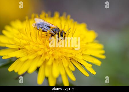A closeup of a bee on a yellow Dandelion flower in a park Stock Photo