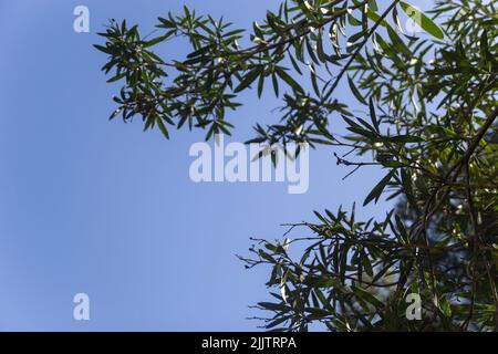 Leaves of any tree and different in Istanbul, turkey Stock Photo