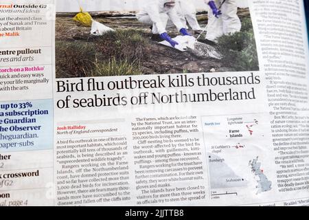 'Bird flu outbreak kills thousands of seabirds off Northumberland' Stock Photo