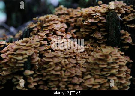 A closeup shot of group of growing Honey agaric mushrooms in blurred background Stock Photo