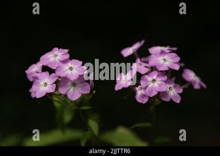 A closeup shot of blooming purple Phlox flowers isolated in black background Stock Photo