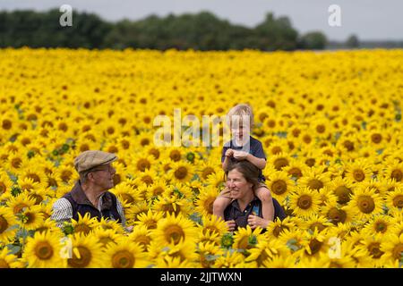 Nicholas Watts (left) with his daughter Lucy Taylor and grandson Ralph, 3, amongst their crop of sunflowers which have come into bloom early due to recent high temperatures, at Vine House Farm in Deeping Saint Nicholas, near Spalding, Lincolnshire. An estimated 12 million sunflower heads fill 100 acres of fields, the equivalent of 50 football pitches, with the farm reporting its earliest sunflower crop in more than a decade following this month’s heatwave. Picture date: Thursday July 28, 2022. Stock Photo